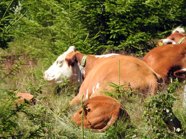 hereford kuer utmarksbeite