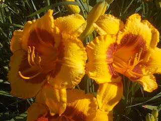 yellow daylilies