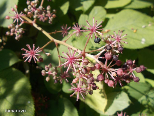 Аралия материковая / Аралия континентальная (Aralia continentalis)