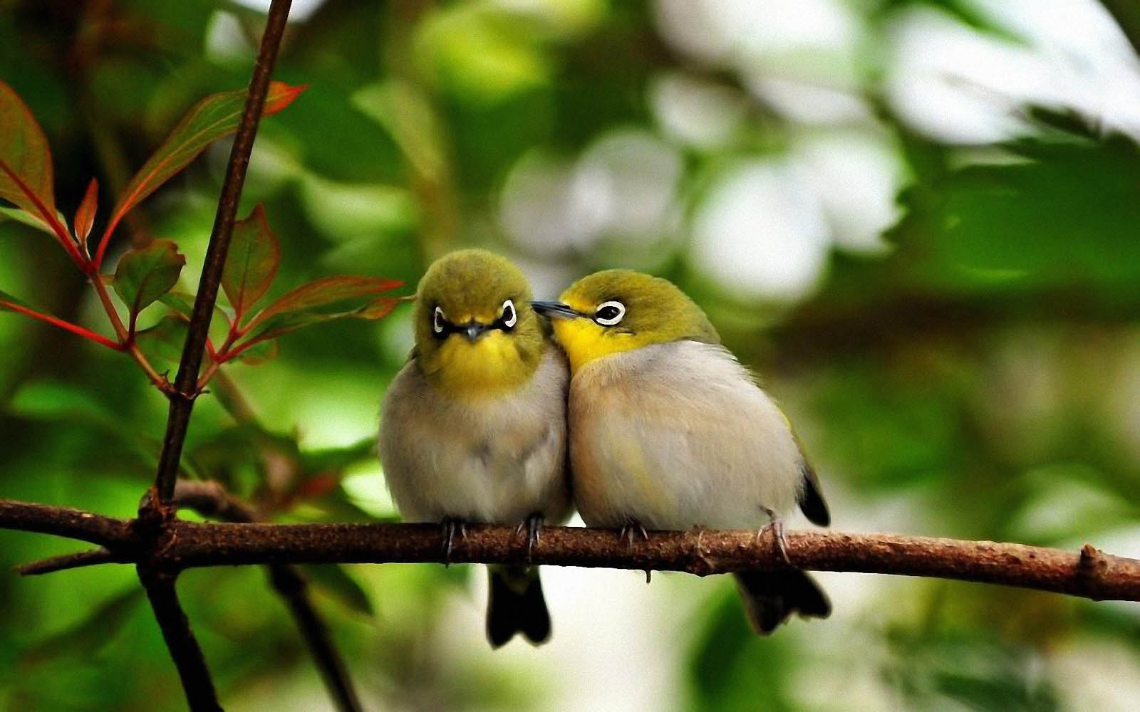 https://blogger.googleusercontent.com/img/b/R29vZ2xl/AVvXsEgHFauK8wUJzcw3G4xnthMIQYdJrAFFCoWD1Ebl2oenNQZDYGhNp38A3tsOogA9L8vvZftBs7ln1bWcSP0lZAtrOkMLuLFBanOwhA_0t2KVSJ2sJfzsK-jEvE_motNNG91NbaxOalG6URJM/s1600/Love+Birds+Desktop+Wallpapers+2.jpg