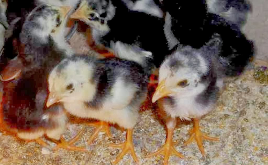  Cara  Merawat  Anak Ayam  Bangkok Tumbuh Cepat Dengan 10 