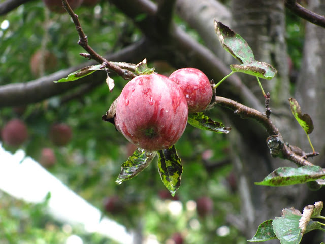 Thanedar Apples