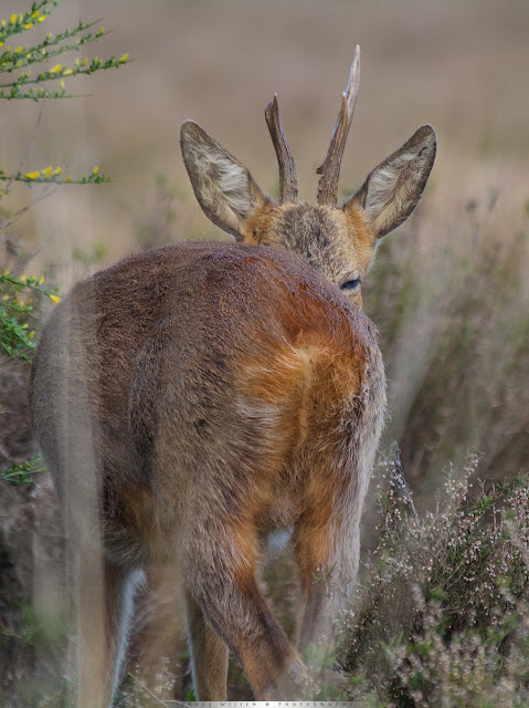 Reebok kijkt over schouder deel 1 - Roe Deer buck looks over its schouder part 3