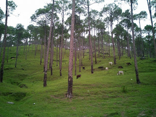 almora 