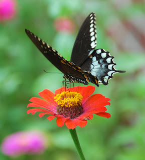 Spicebush Swallowtail