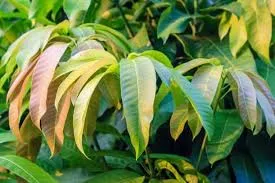 Health Benefits of mango leaves