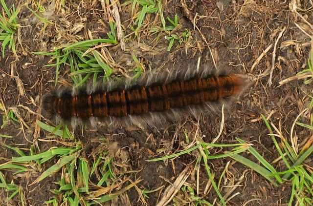 Fox Moth Caterpillar. Bridestones Moor. September 11th 2020