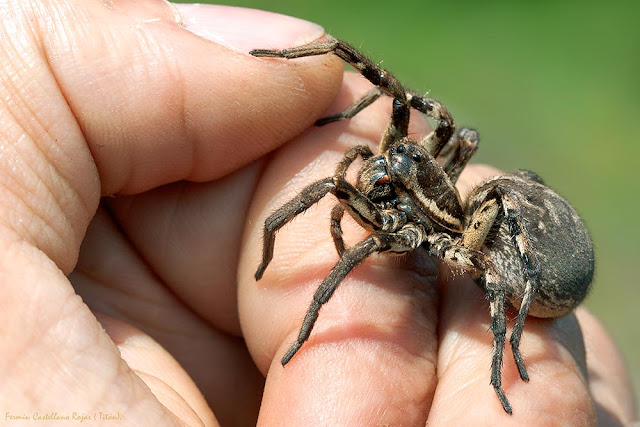Hembra de araña lobo, tarántula europea (Lycosa tarantula)