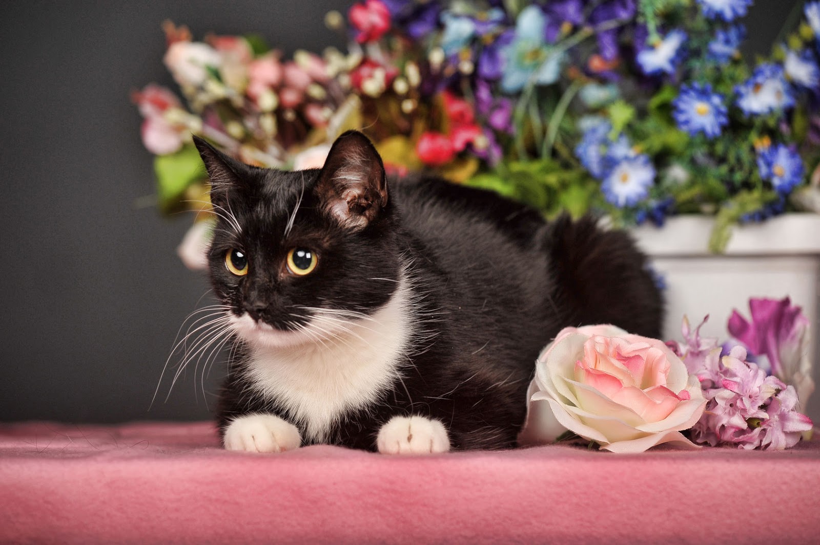 5 Mil Imágenes de Cumpleaños - imagenes de gatitos con flores