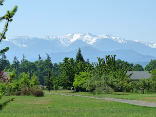 View of Olympic Mountains from Olympic Discovery Trail