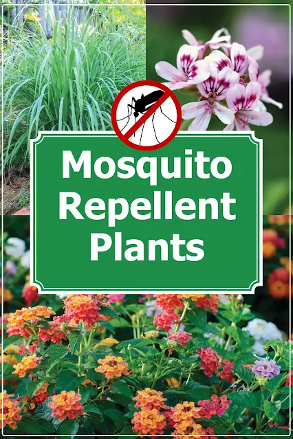Plants that Repel Mosquitoes