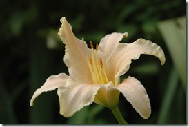 garden 006
