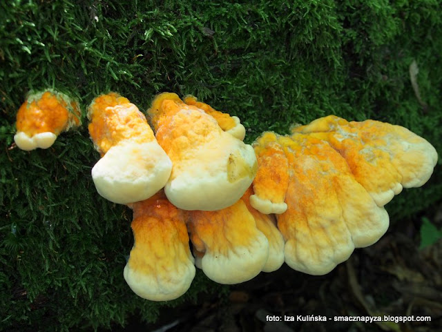 chicken of the woods, pulpety z żółciaka i kaszy jaglanej w sosie pomidorowym, kurczak leśny, kulki z kaszy jaglanej i żółciaka, sos ze świeżych pomidorów, pulpeciki z grzybów i kaszy, aromatyczny sos pomidorowy,  obiad bez mięsa, danie wegetariańskie, vege obiad