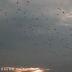 Dream of Flight: A Window to Inner Freedom