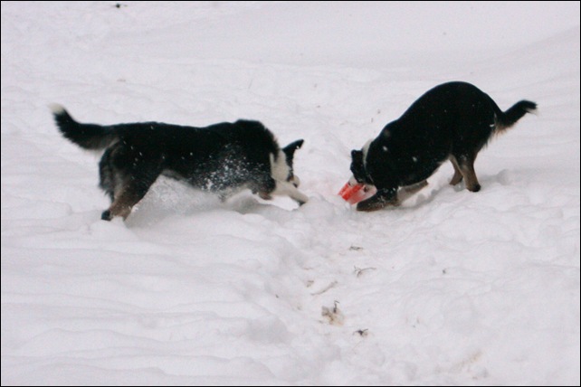 frisbee1