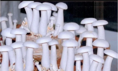 Milky mushroom market rate in Hyderabad