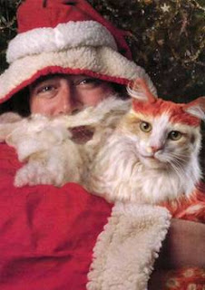 santa claus cat