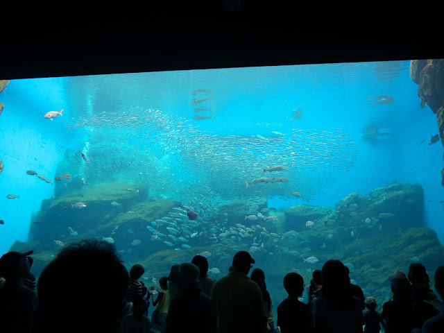 仙台うみの杜水族館 日本のうみ -東北のうみ-