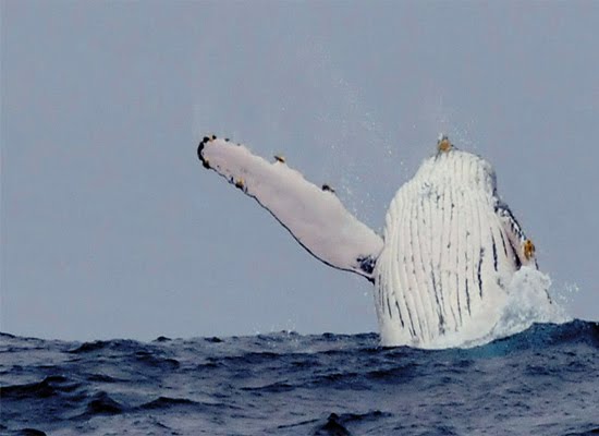 Breaching Humpback Whale Ecuador