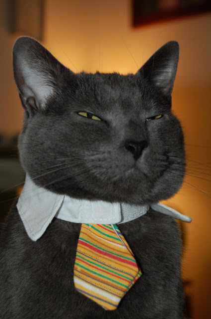 cats with ties, cats wear ties, cats in ties, cats wearing ties, tie-wearing cats, cute cat pictures