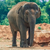 Photos/Video: 7-year-old girl visting a Zoo dies after Elephant hurls a huge stone at her head