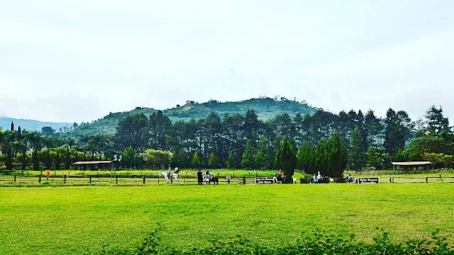 foto padang rumput hijau di de ranch lembang bandung