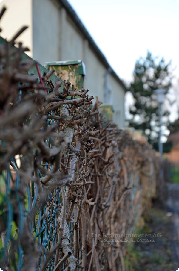 Spaziergang durch Wremen 241113 (16)