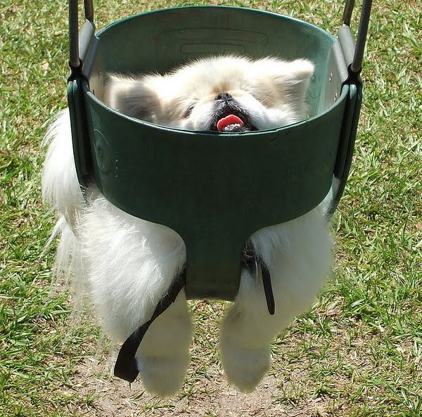 Funny And Cute Swinging Dogs