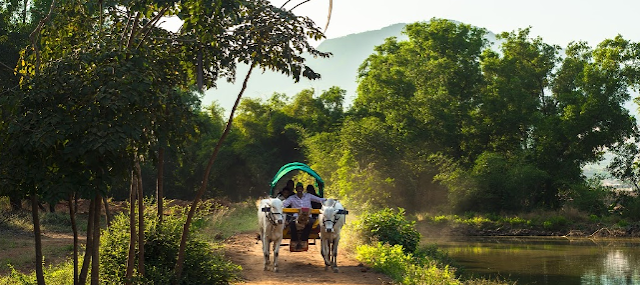 Bullock Cart Riding at Saguna Baug