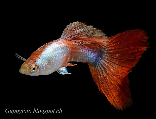 Platinum red blond Guppy