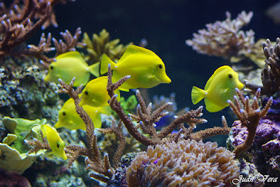 Yellow tang - Zebrasoma flavescens