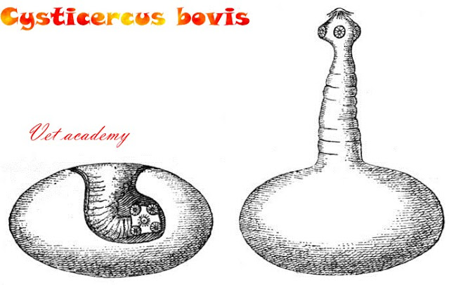 Cysticercus bovis - Beef measles