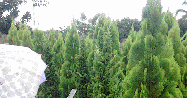Jual Pohon Cemara pua pua cemara natal pohon cemara 