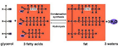 Condensation and hydrolysis reactions of triglyceride