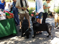 Santa Barbara Botanic Gardens Dogs
