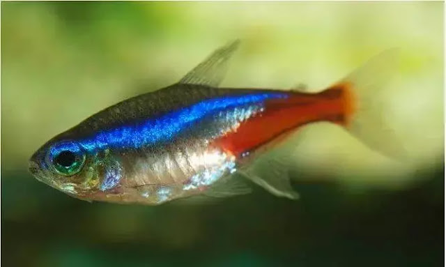 Neon Tetra Female Fish