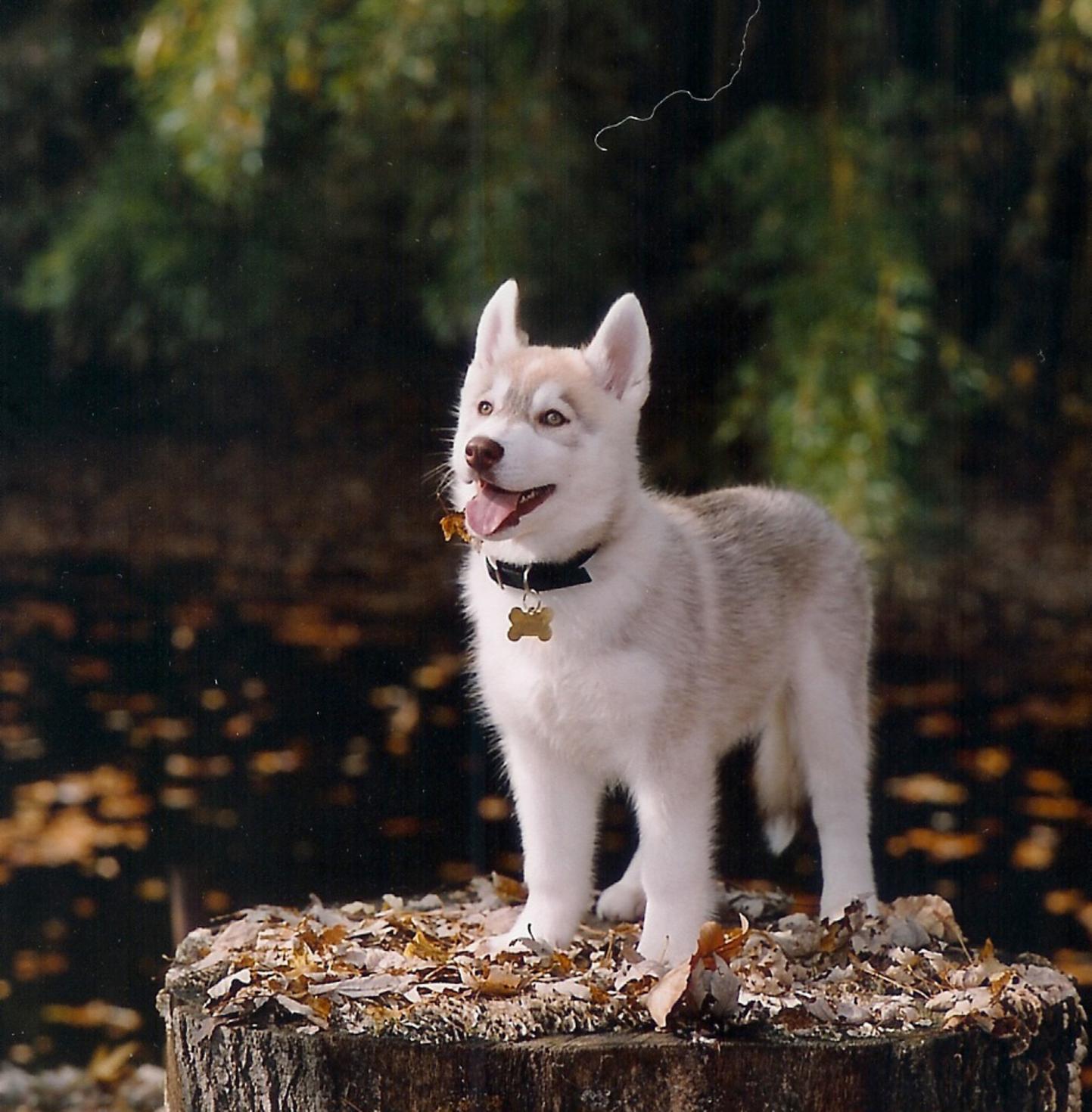 Siberian husky puppies wallpaper « Nat Geo Adventure