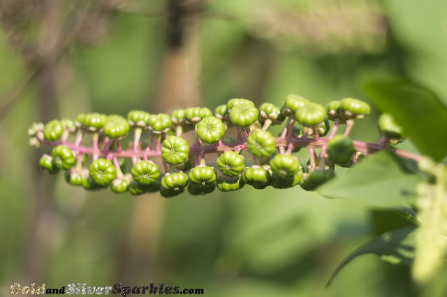 flower, plant, green plant, garden