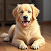 The Science Behind Dog Behavior