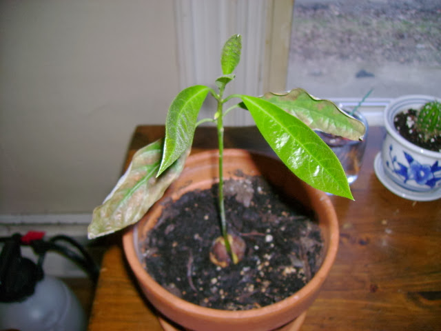 How to grow avocado in a pot