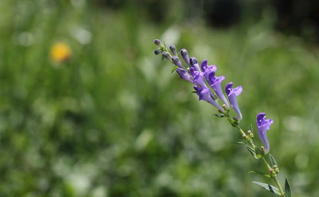 Baikal Skullcap Flowers Pictures