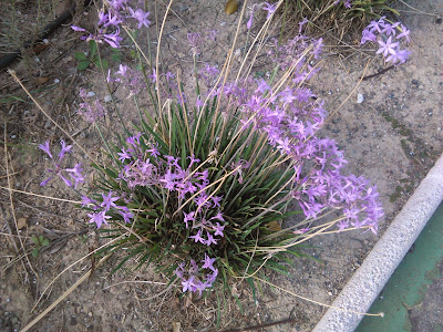 tulbaghia violacea