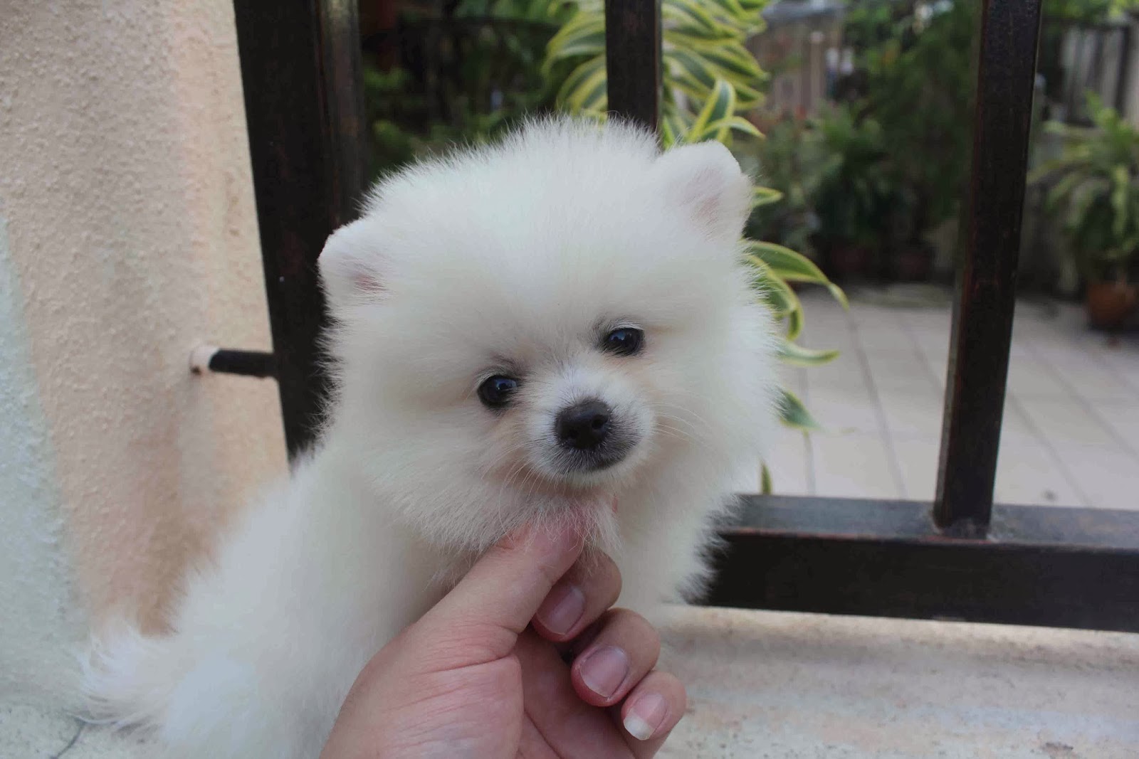 LovelyPuppy: 20131023 Mini White Pomeranian Puppy