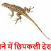 सपने में छिपकली देखना ? - Lizard in Dream