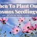 Learn When To Plant Out Cosmos Seedlings And How To Grow Them