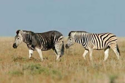 Zebra Melanistic