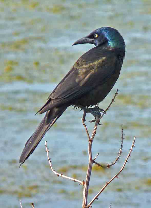 common grackle egg. female Common Grackle has