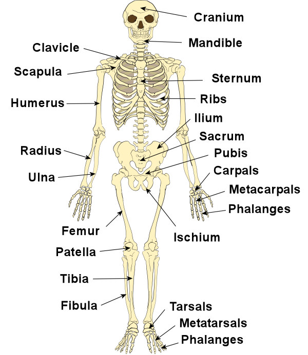 Human Skeleton Bones-4.bp.blogspot.com