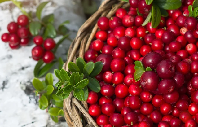 Lingonberries: Nature's Tangy Superfood for a Healthier You