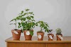 What plants can grow with little to no sunlight?